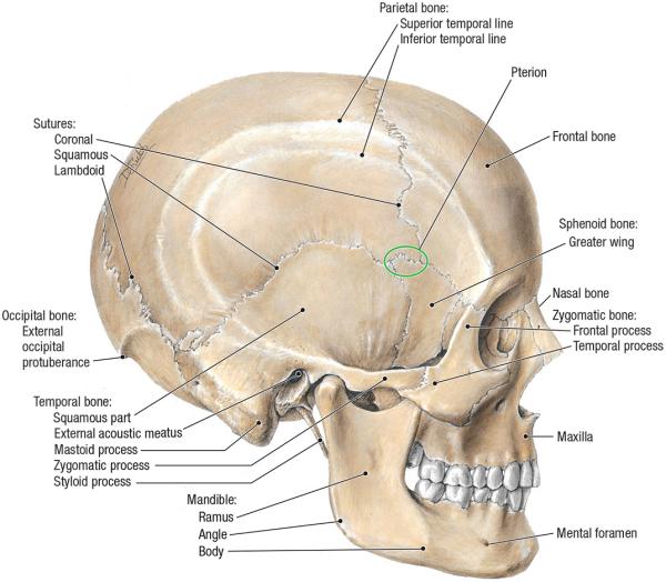 thumbs/Lateral Skull.jpeg.jpg